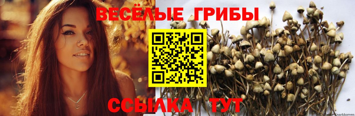 где можно купить   Галлюциногенные грибы MAGIC MUSHROOMS  Вход с VPN  Домодедово  Галлюциногенные грибы Psilocybe 